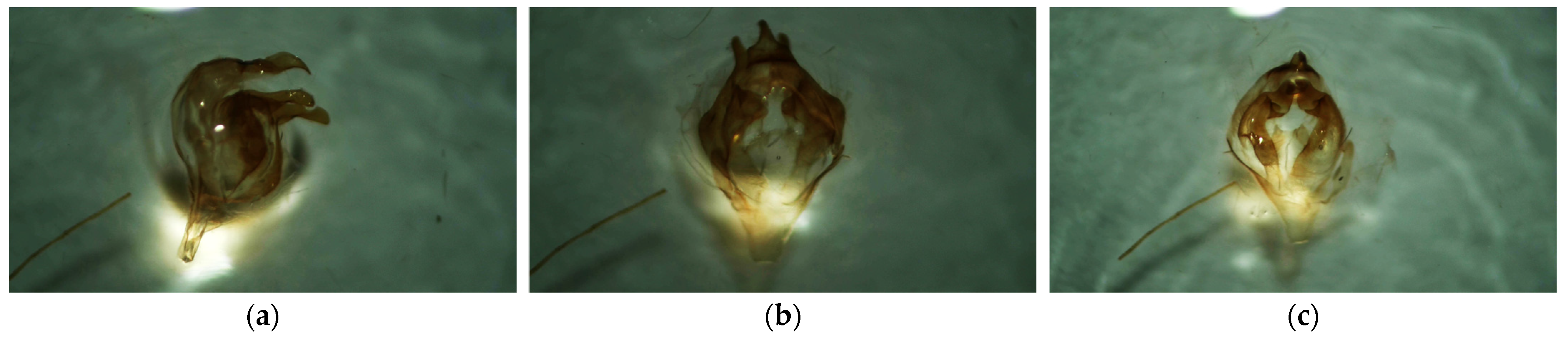 Insects 16 01189 g003 Insects 16 01189 g003