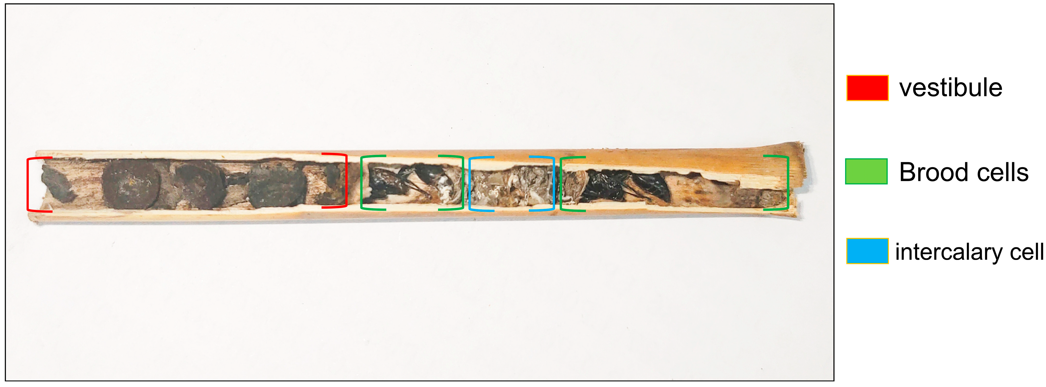 Insects 16 01197 g001