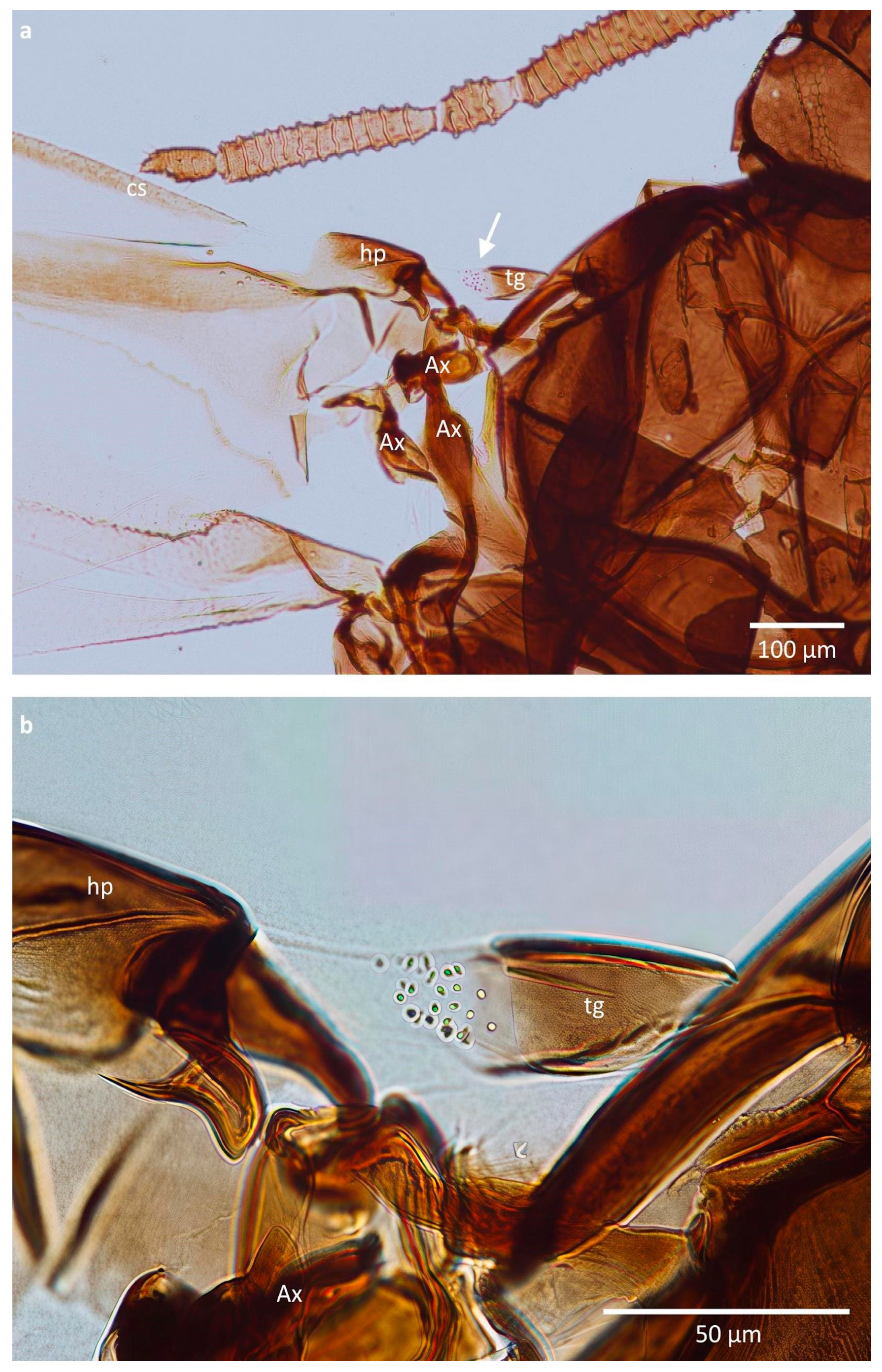 Insects 16 01200 g002