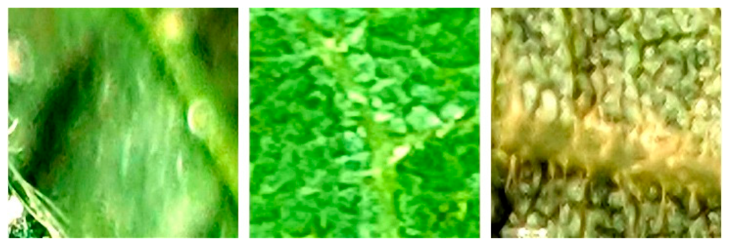 Insects 16 01201 g002