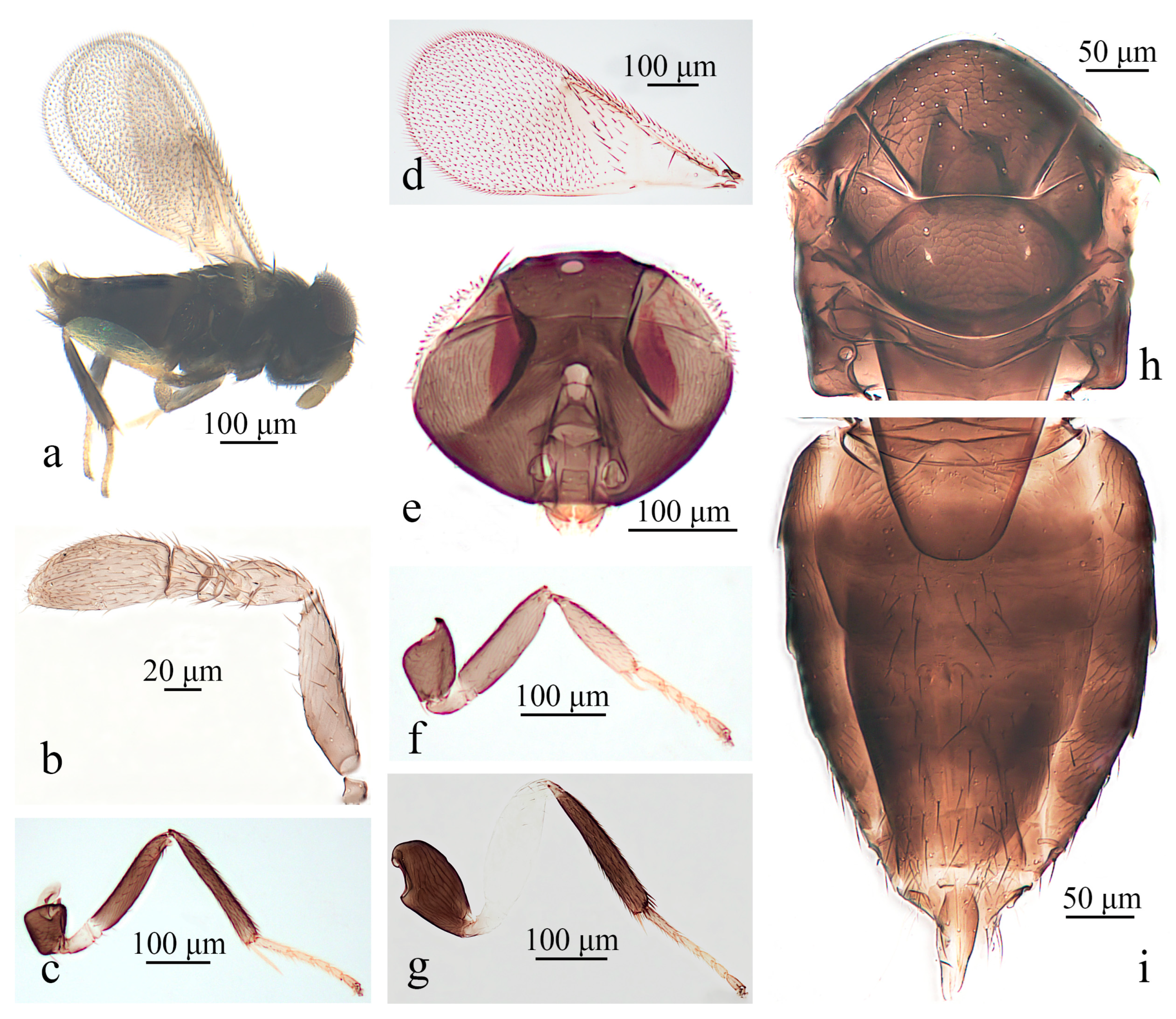 Insects 16 01205 g001