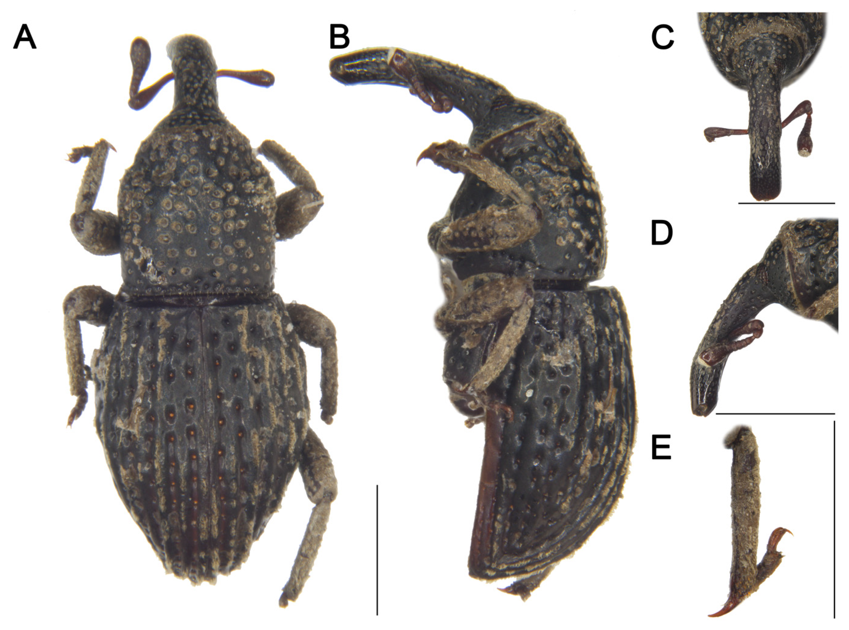 Insects 16 01211 g003 Insects 16 01211 g003