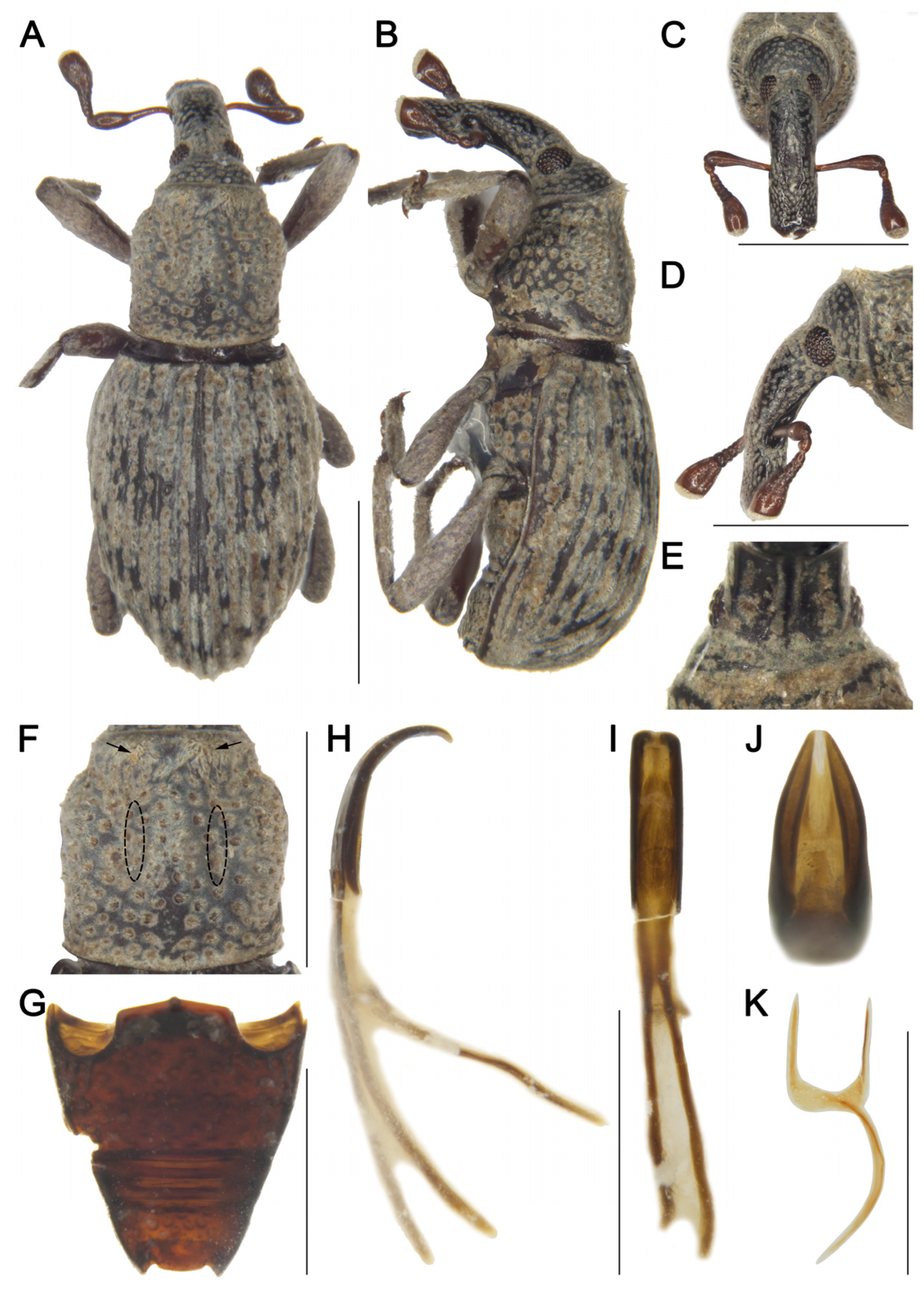 Insects 16 01211 g005 Insects 16 01211 g005