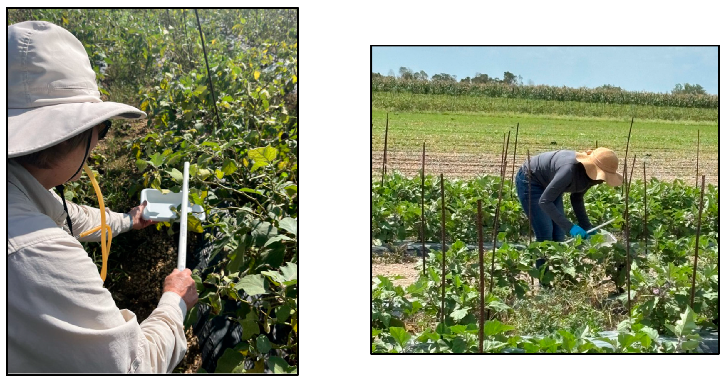 Insects 16 01226 g001