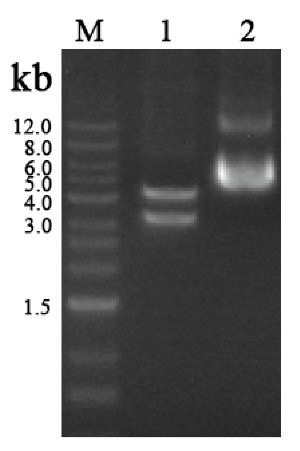 Insects 16 01228 g004