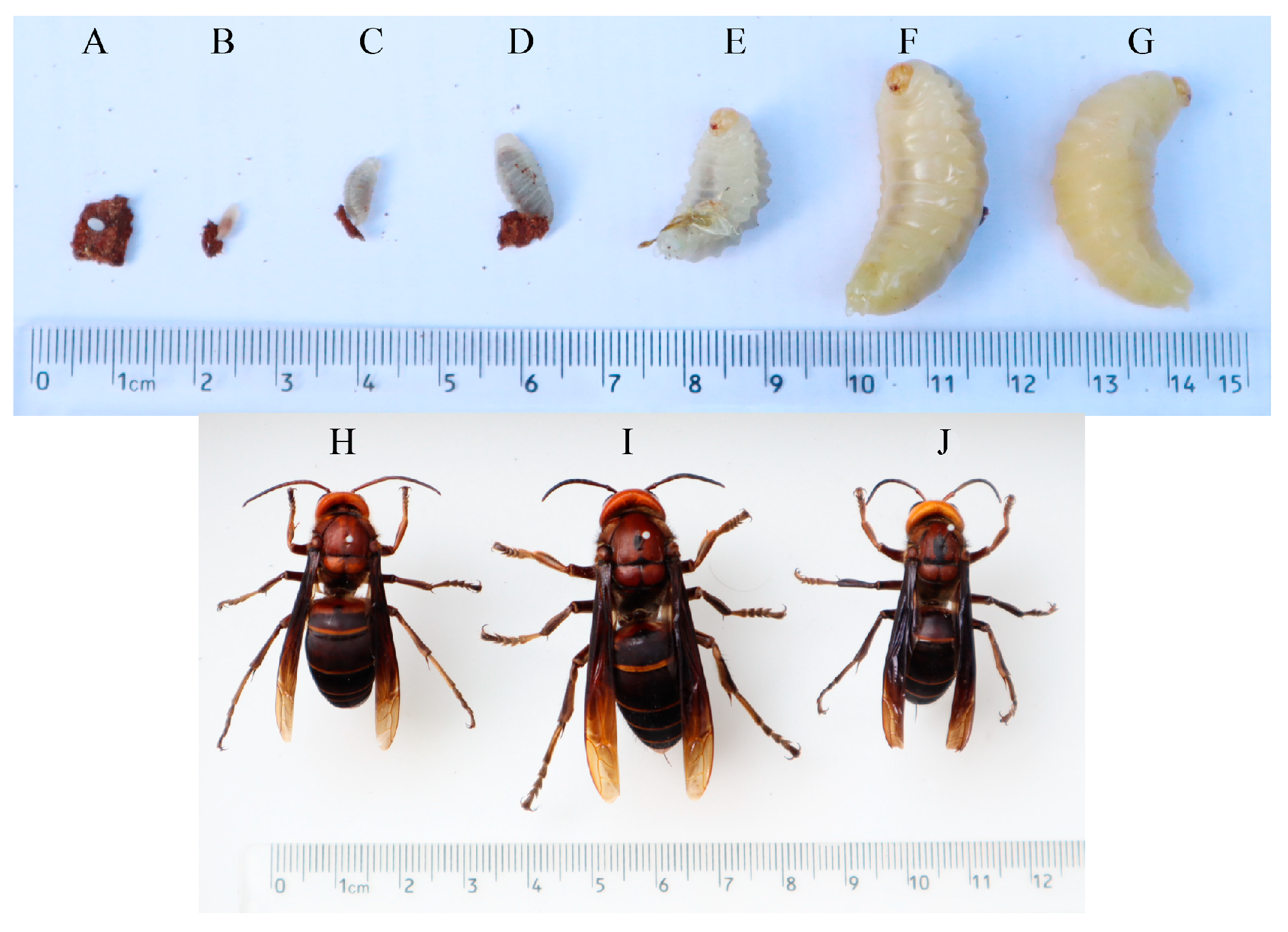 Insects 16 01231 g001 Insects 16 01231 g001