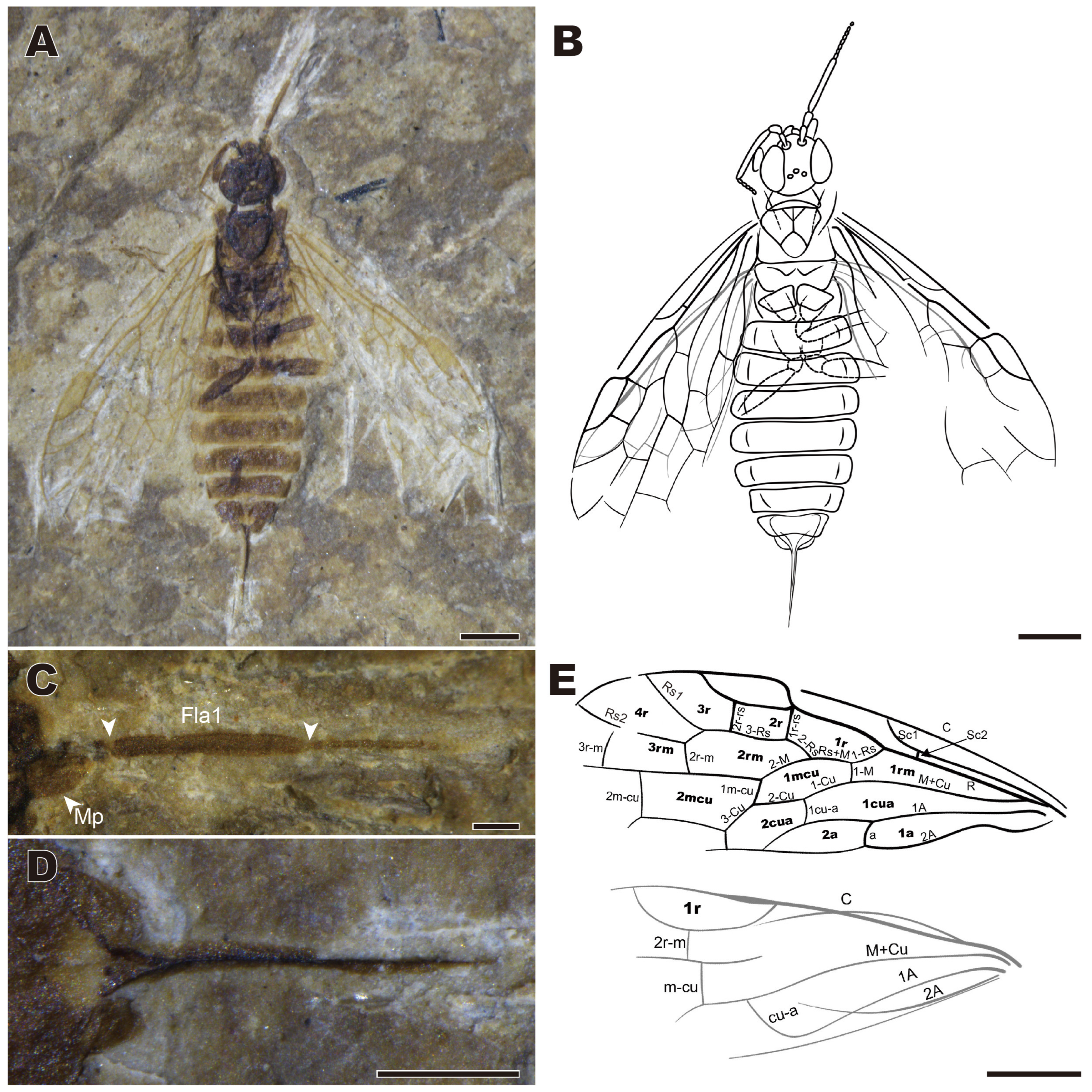 Insects 16 01253 g001 Insects 16 01253 g001