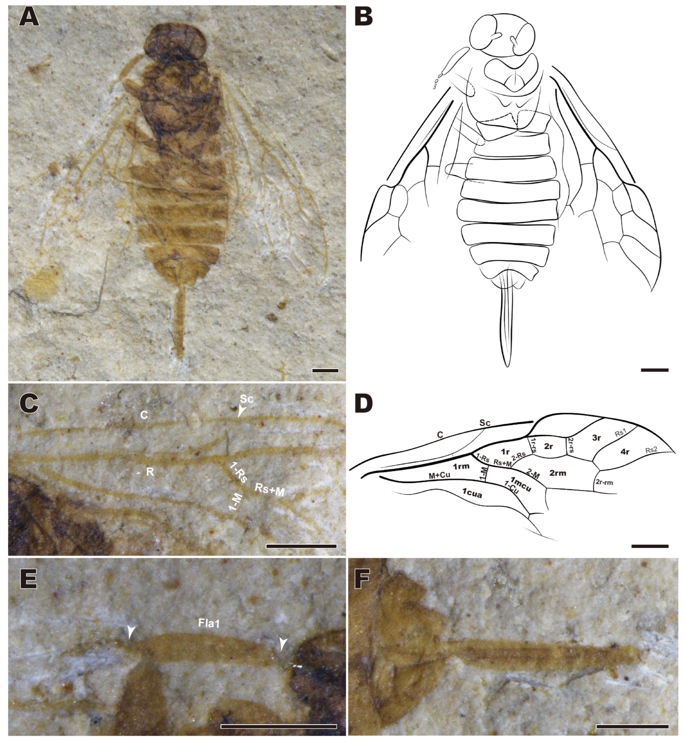 Insects 16 01253 g002 Insects 16 01253 g002