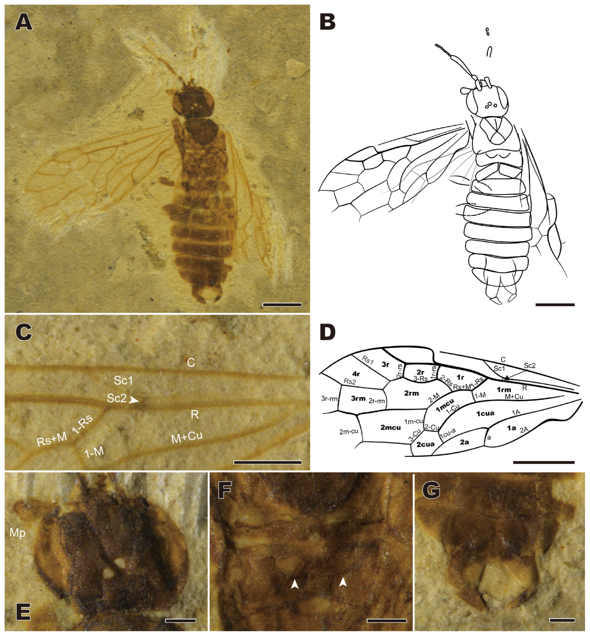 Insects 16 01253 g003 Insects 16 01253 g003