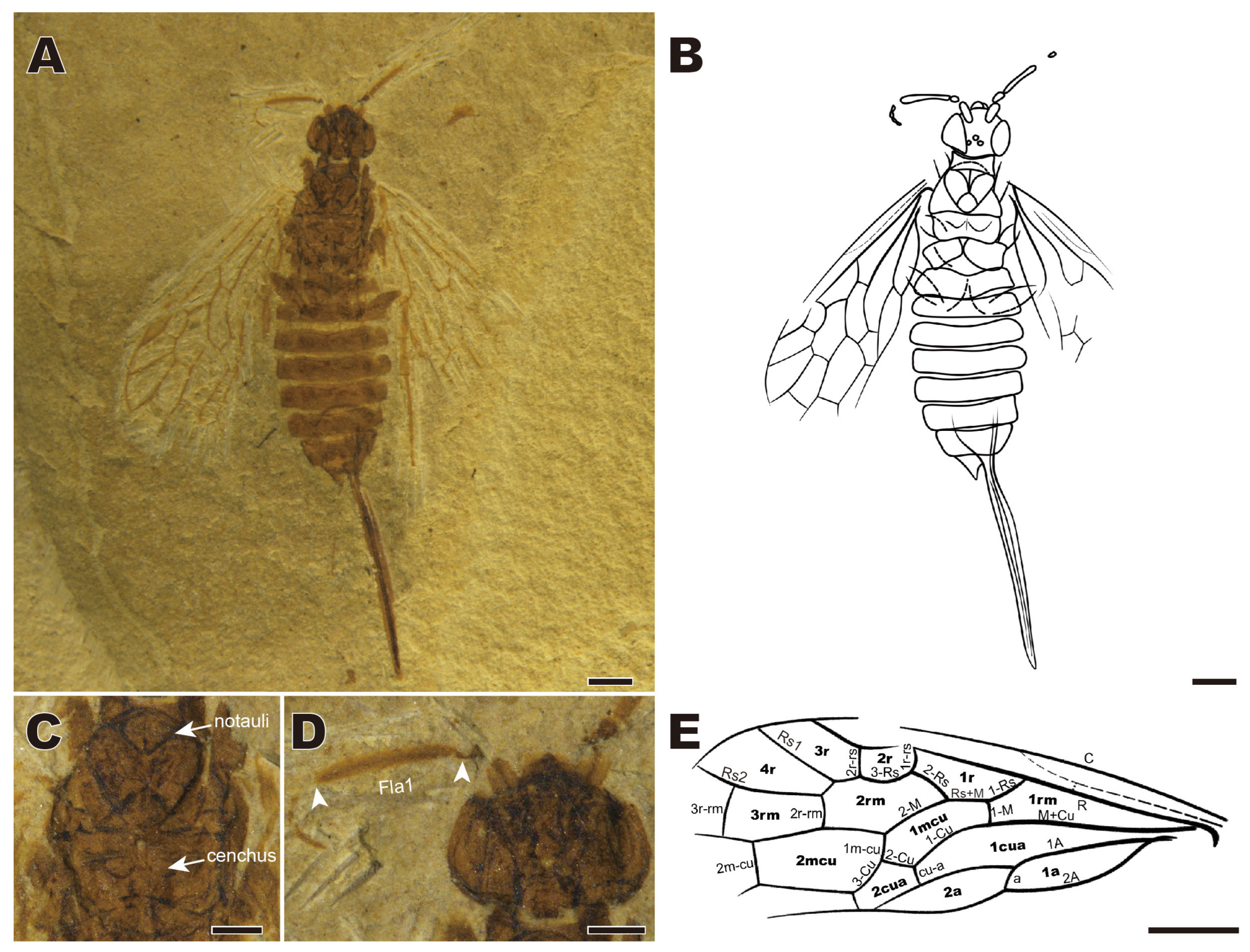Insects 16 01253 g004 Insects 16 01253 g004
