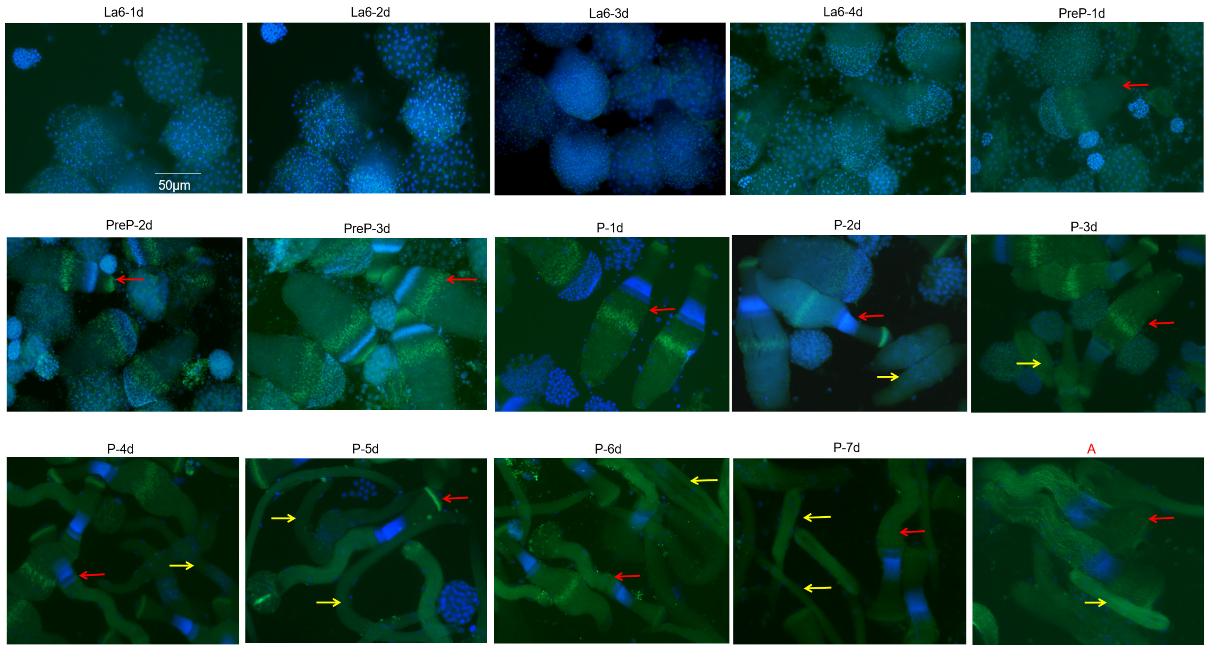 Insects 16 01256 g001 Insects 16 01256 g001