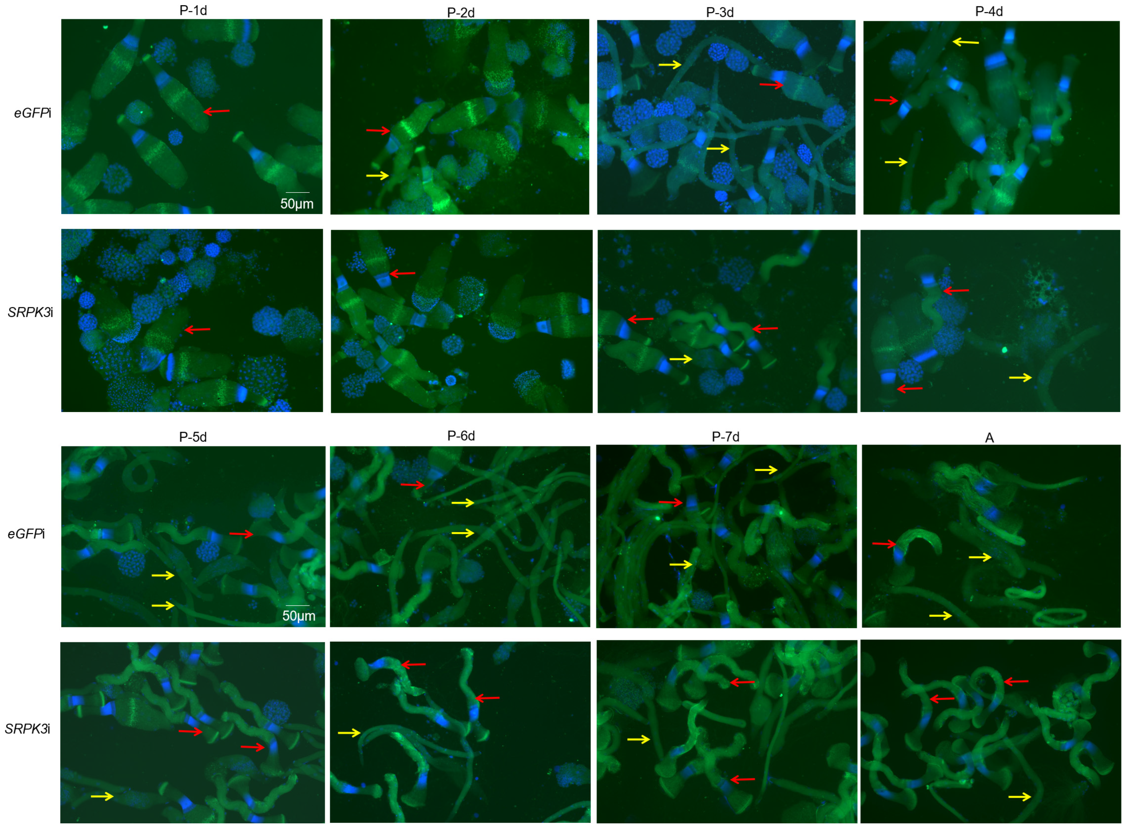 Insects 16 01256 g003 Insects 16 01256 g003