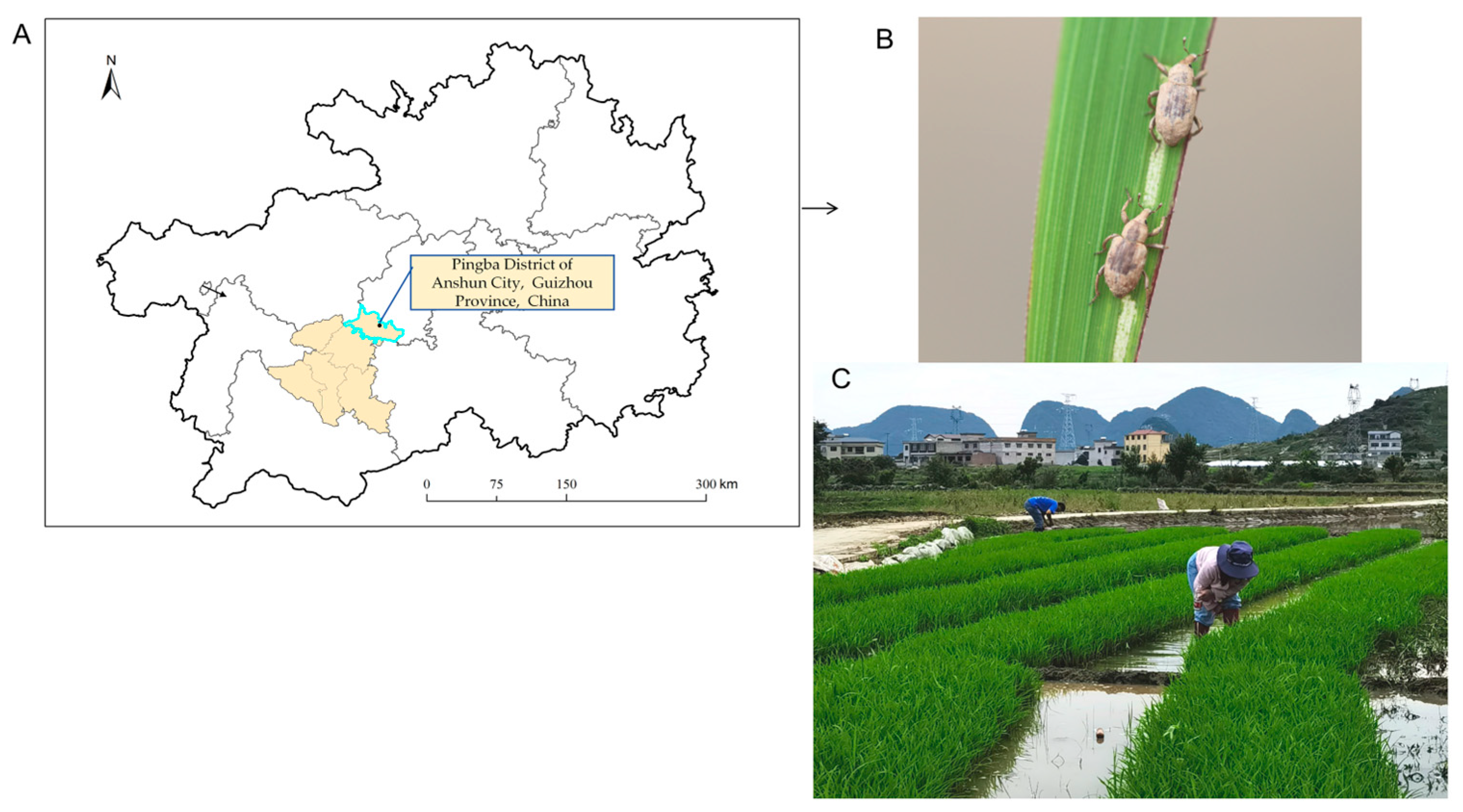 Insects 16 01260 g001