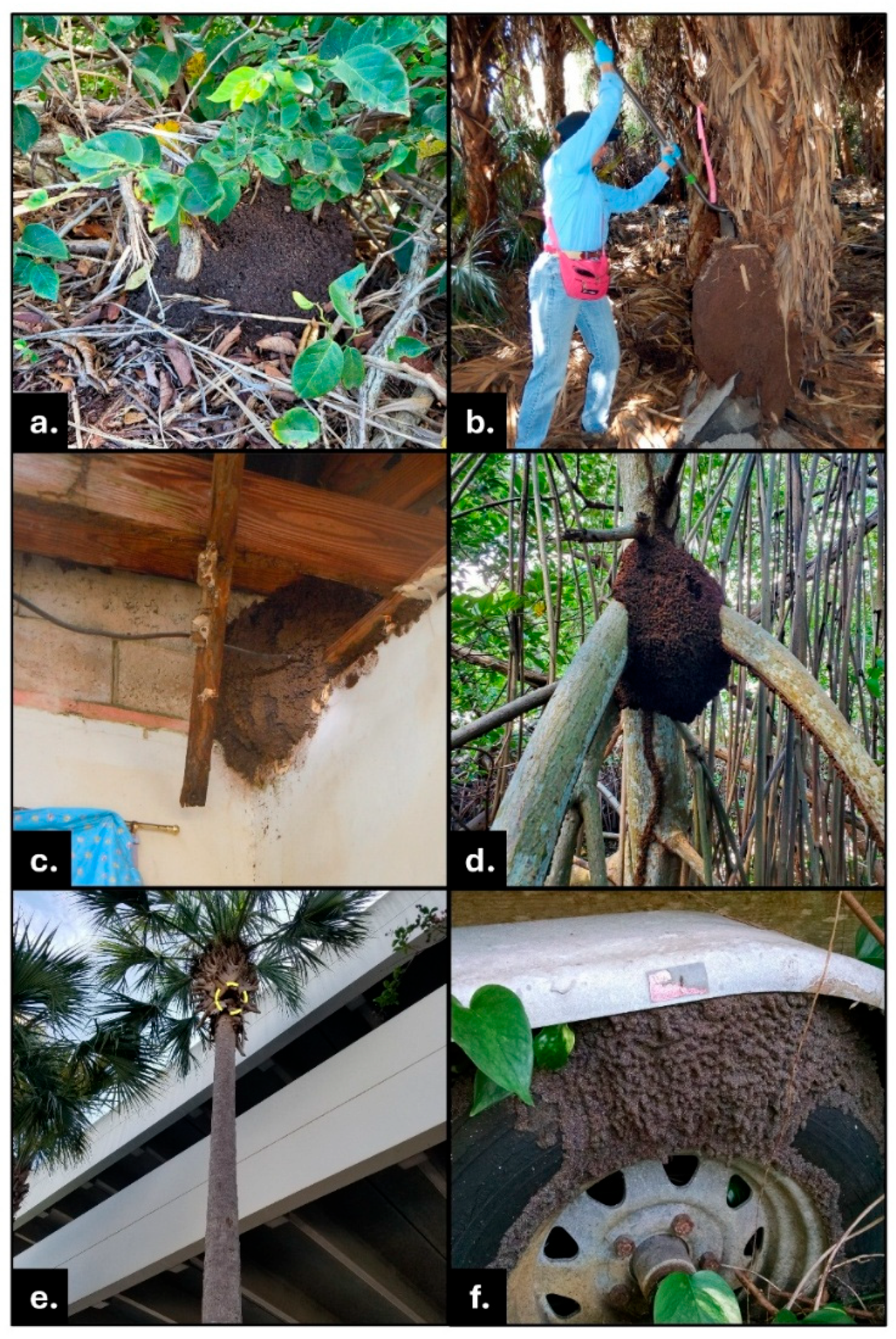 Insects 16 01262 g001