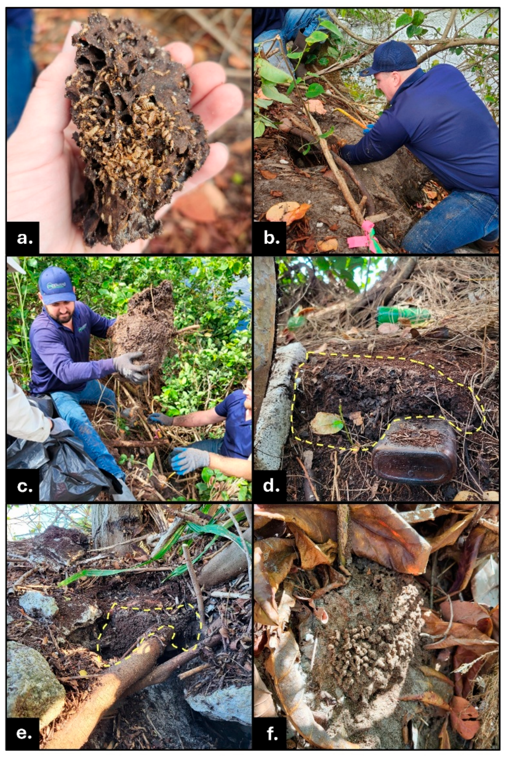 Insects 16 01262 g002