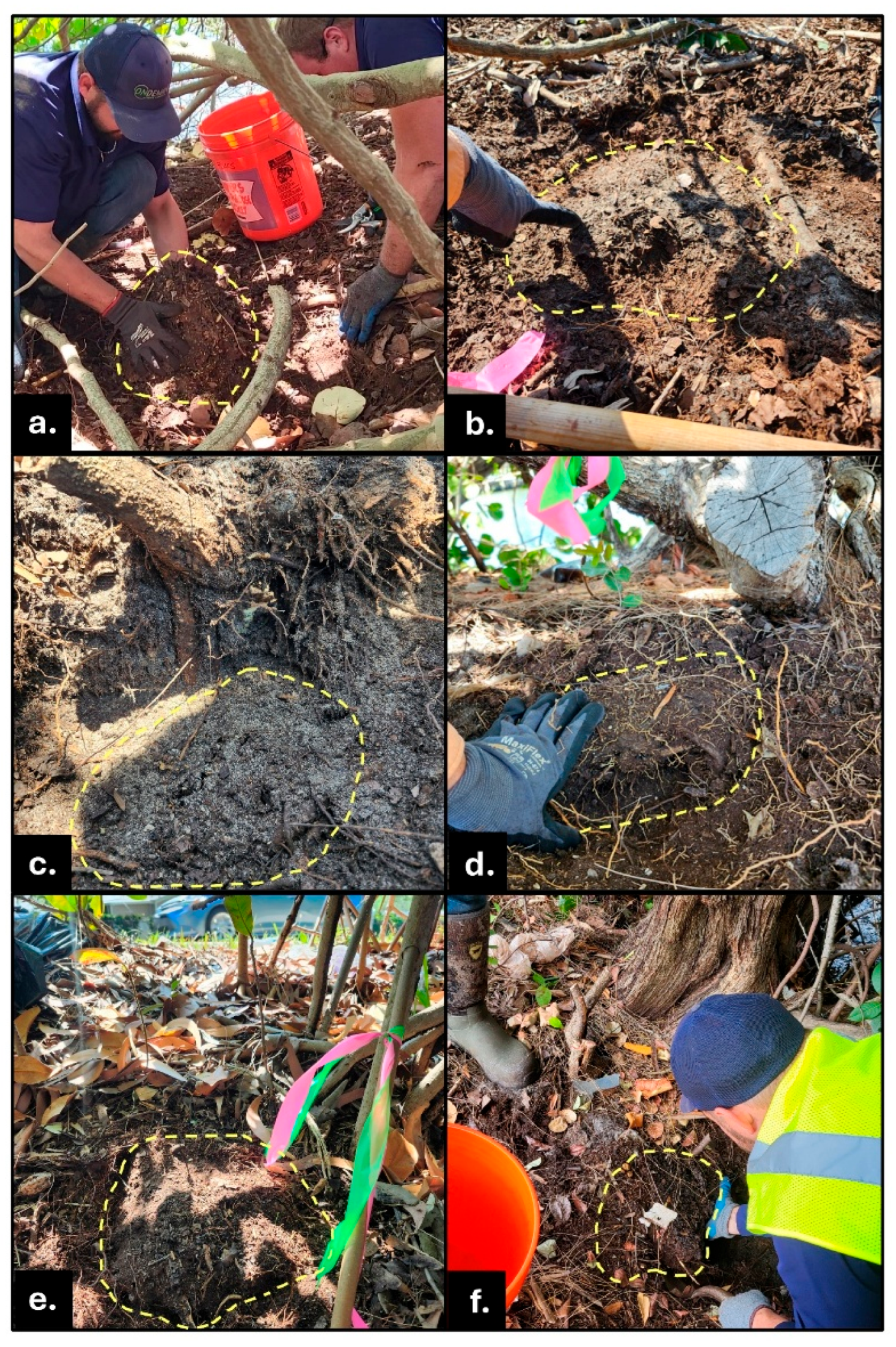 Insects 16 01262 g003