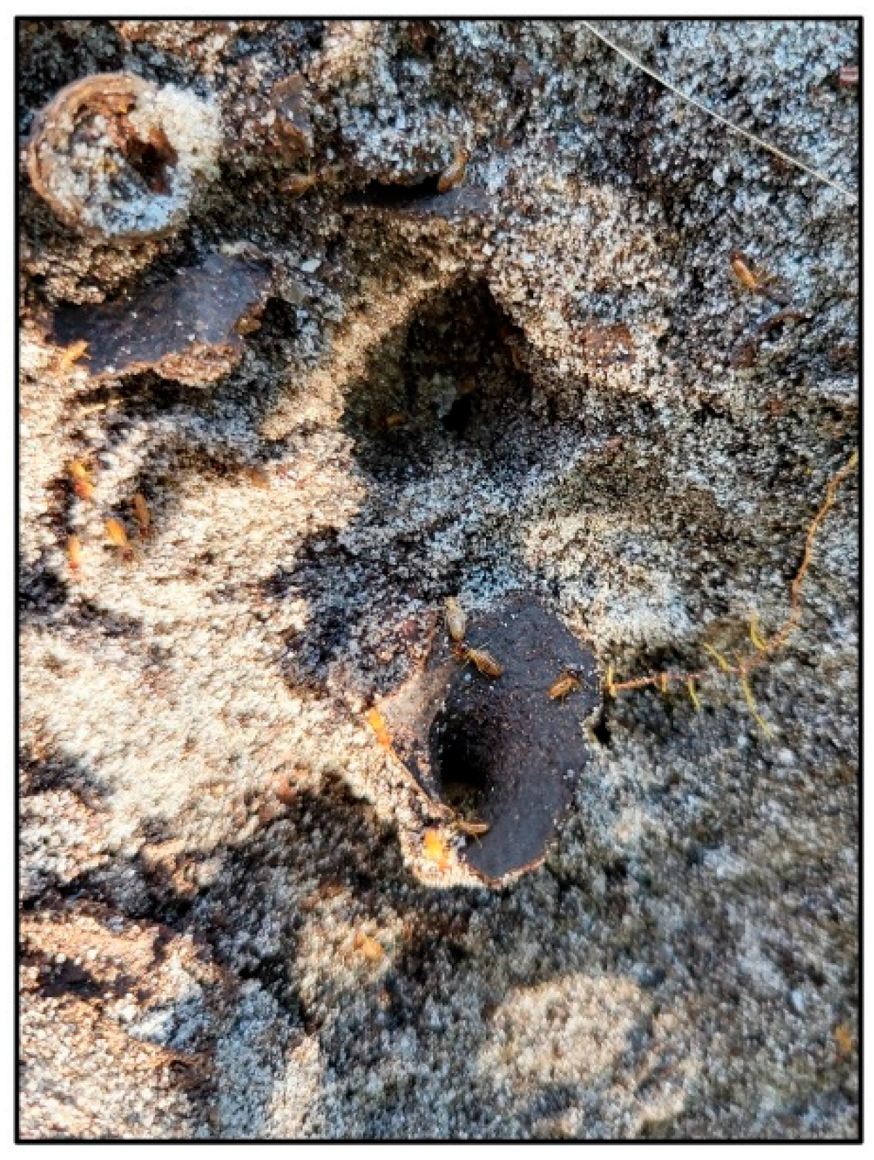 Insects 16 01262 g004