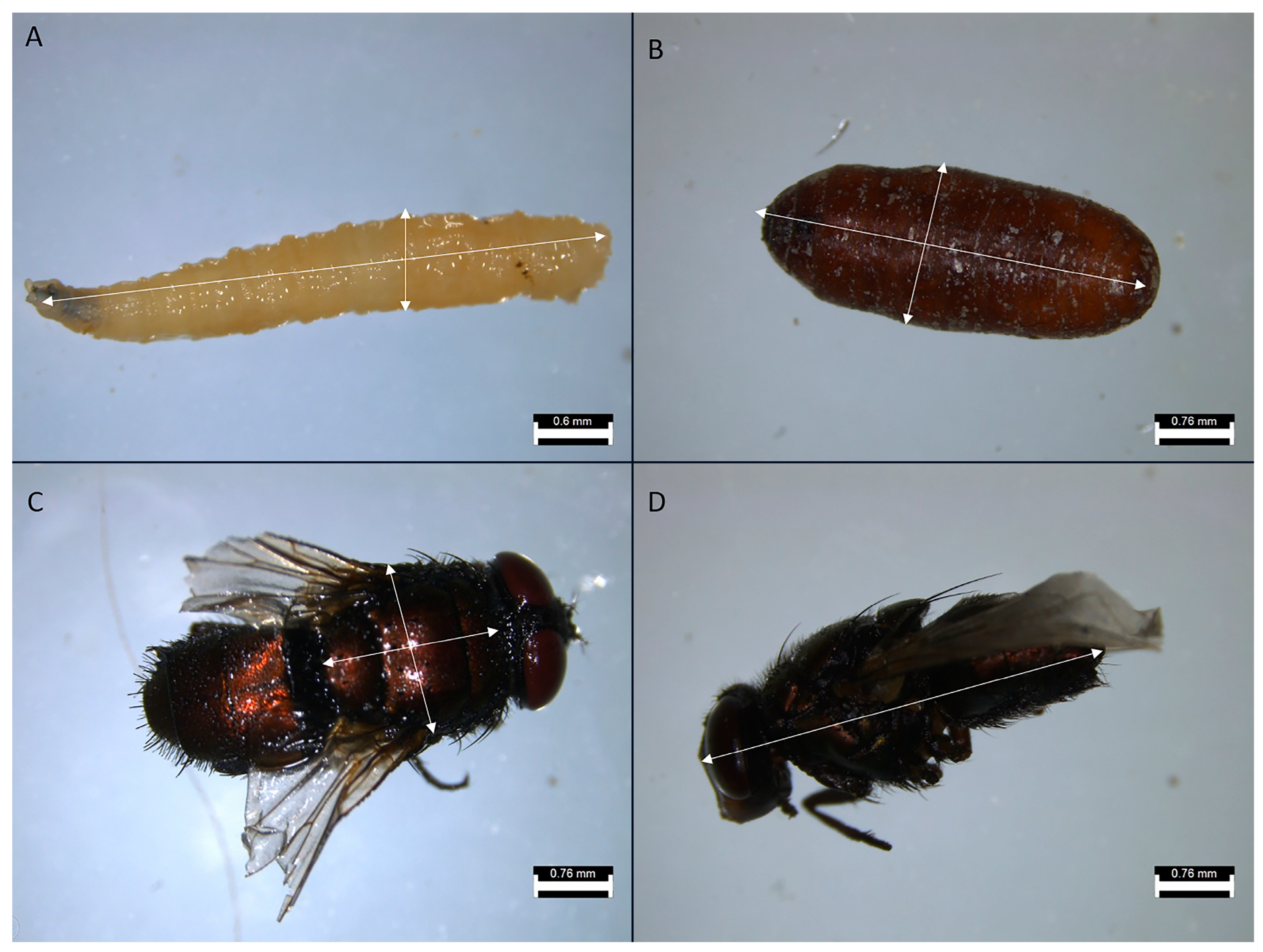 Insects 16 01265 g003 Insects 16 01265 g003
