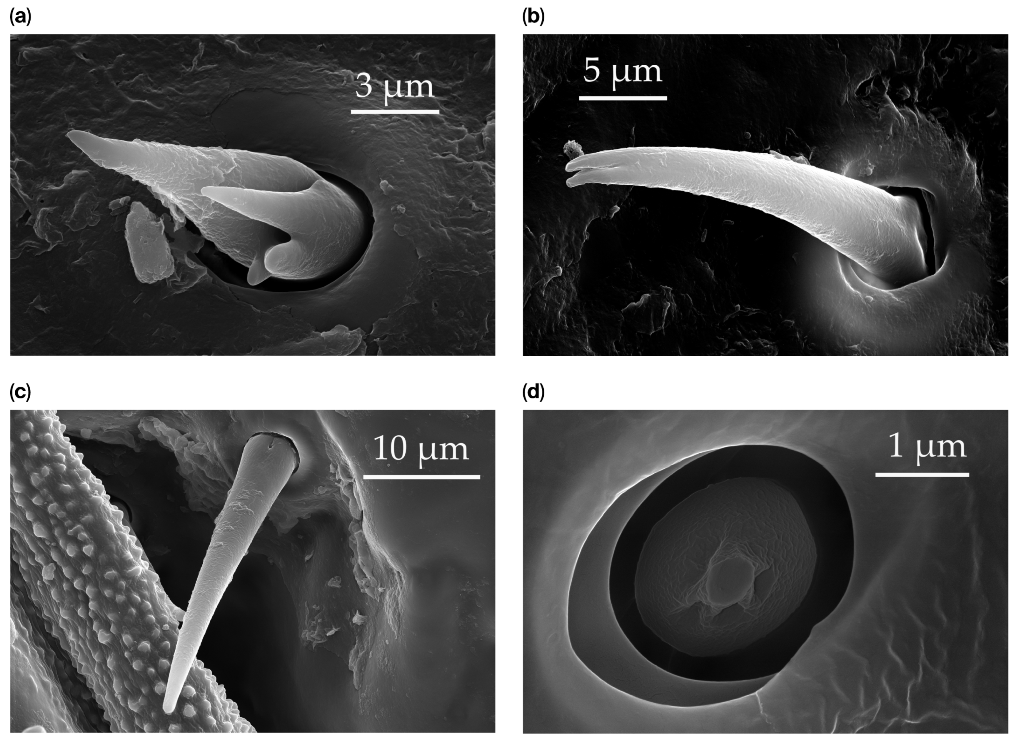 Insects 17 00006 g003 Insects 17 00006 g003