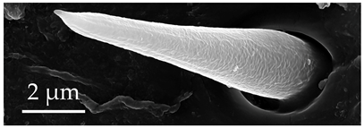 Insects 17 00006 i001 Insects 17 00006 i001