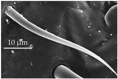 Insects 17 00006 i004 Insects 17 00006 i004