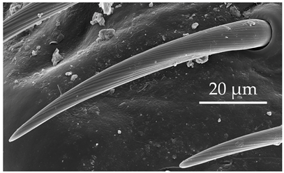 Insects 17 00006 i006 Insects 17 00006 i006