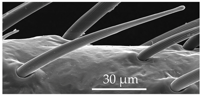 Insects 17 00006 i007 Insects 17 00006 i007