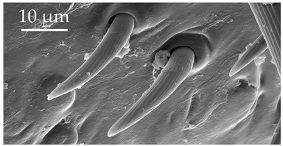 Insects 17 00006 i009 Insects 17 00006 i009