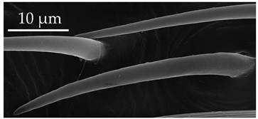 Insects 17 00006 i011 Insects 17 00006 i011