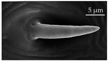 Insects 17 00006 i012 Insects 17 00006 i012