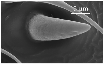 Insects 17 00006 i013 Insects 17 00006 i013