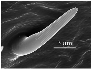 Insects 17 00006 i014 Insects 17 00006 i014