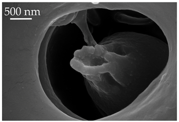 Insects 17 00006 i016 Insects 17 00006 i016