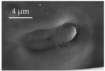 Insects 17 00006 i018 Insects 17 00006 i018