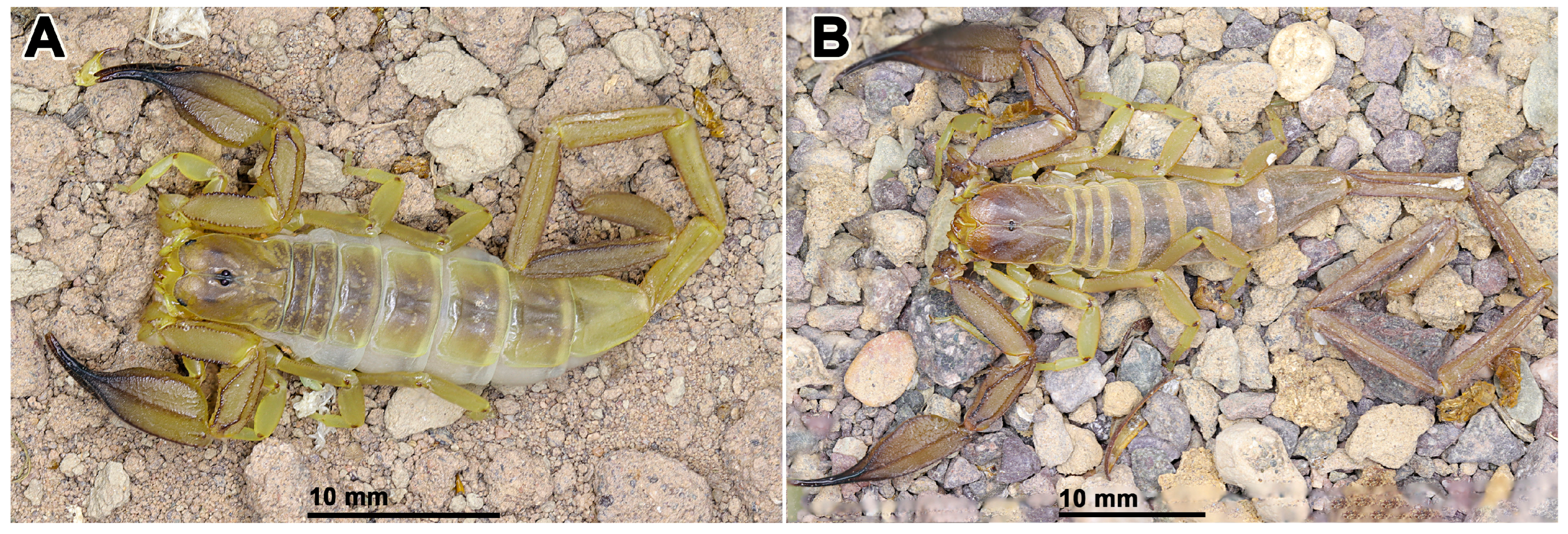 Insects 17 00018 g006