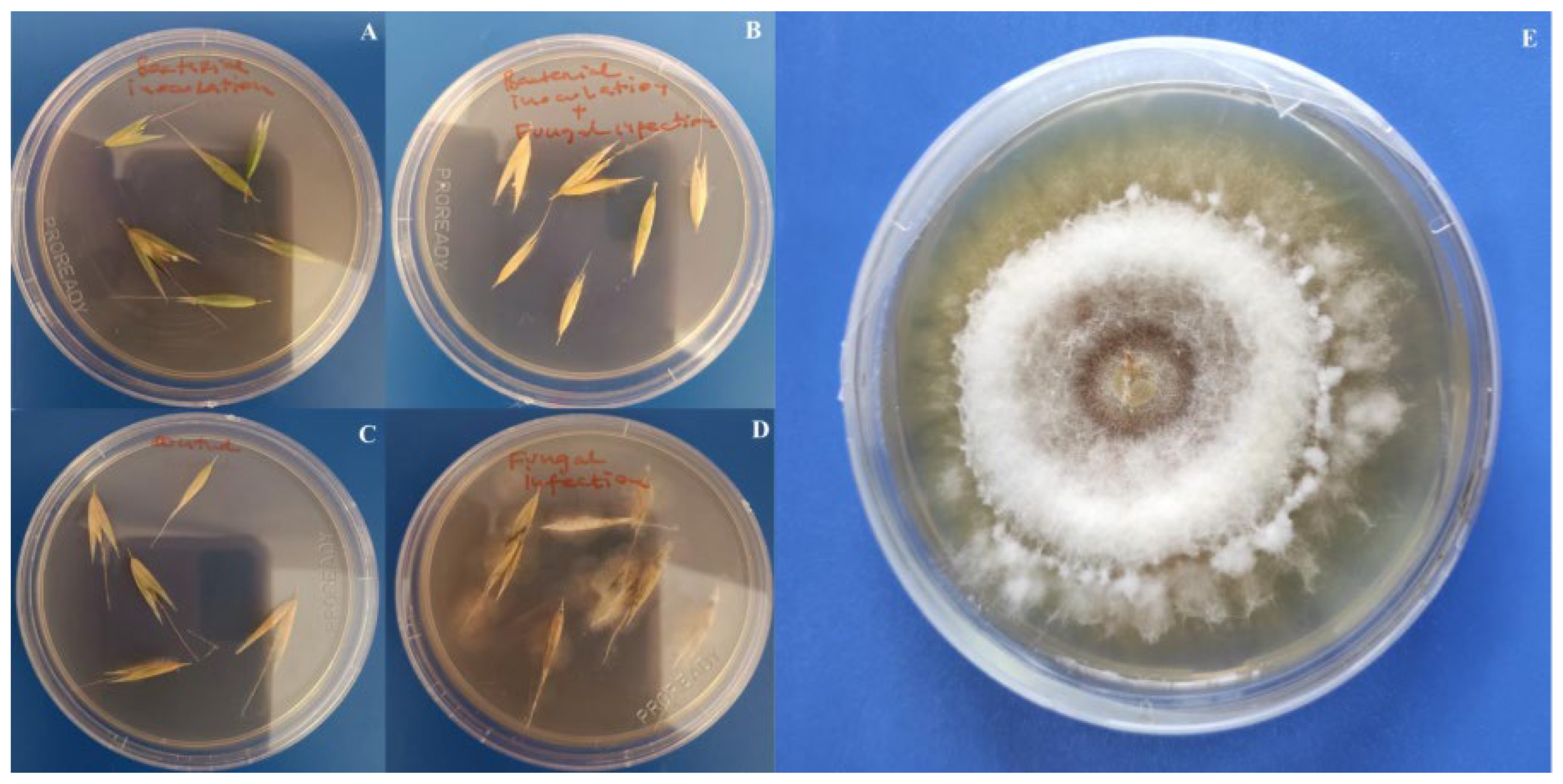 Insects 17 00028 g007