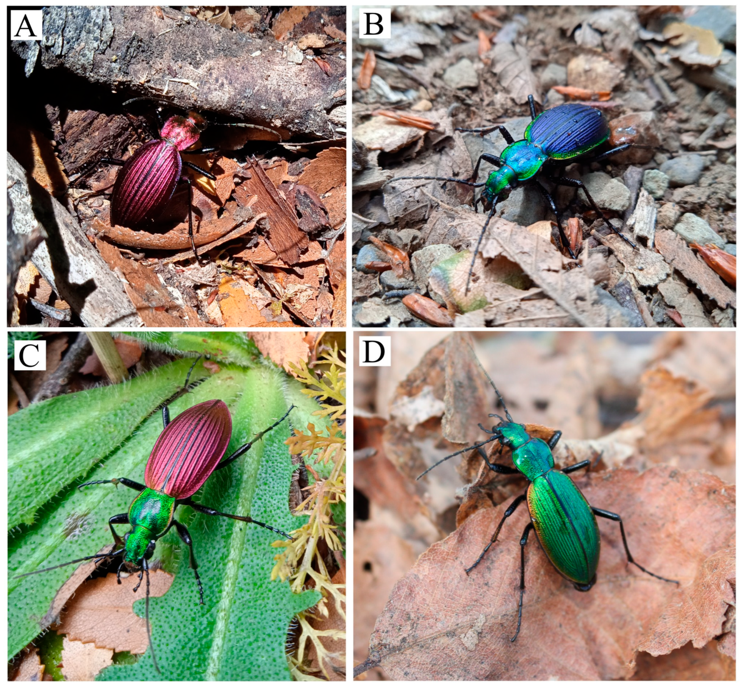 Insects 17 00044 g001 Insects 17 00044 g001