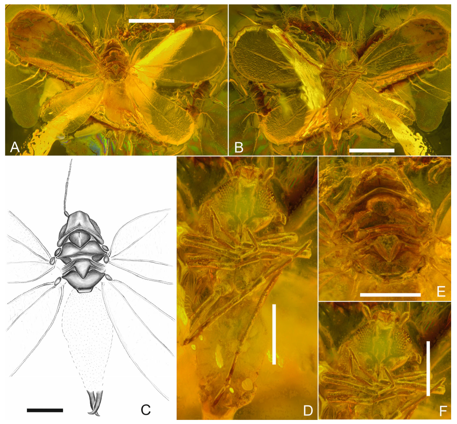 Insects 17 00050 g001