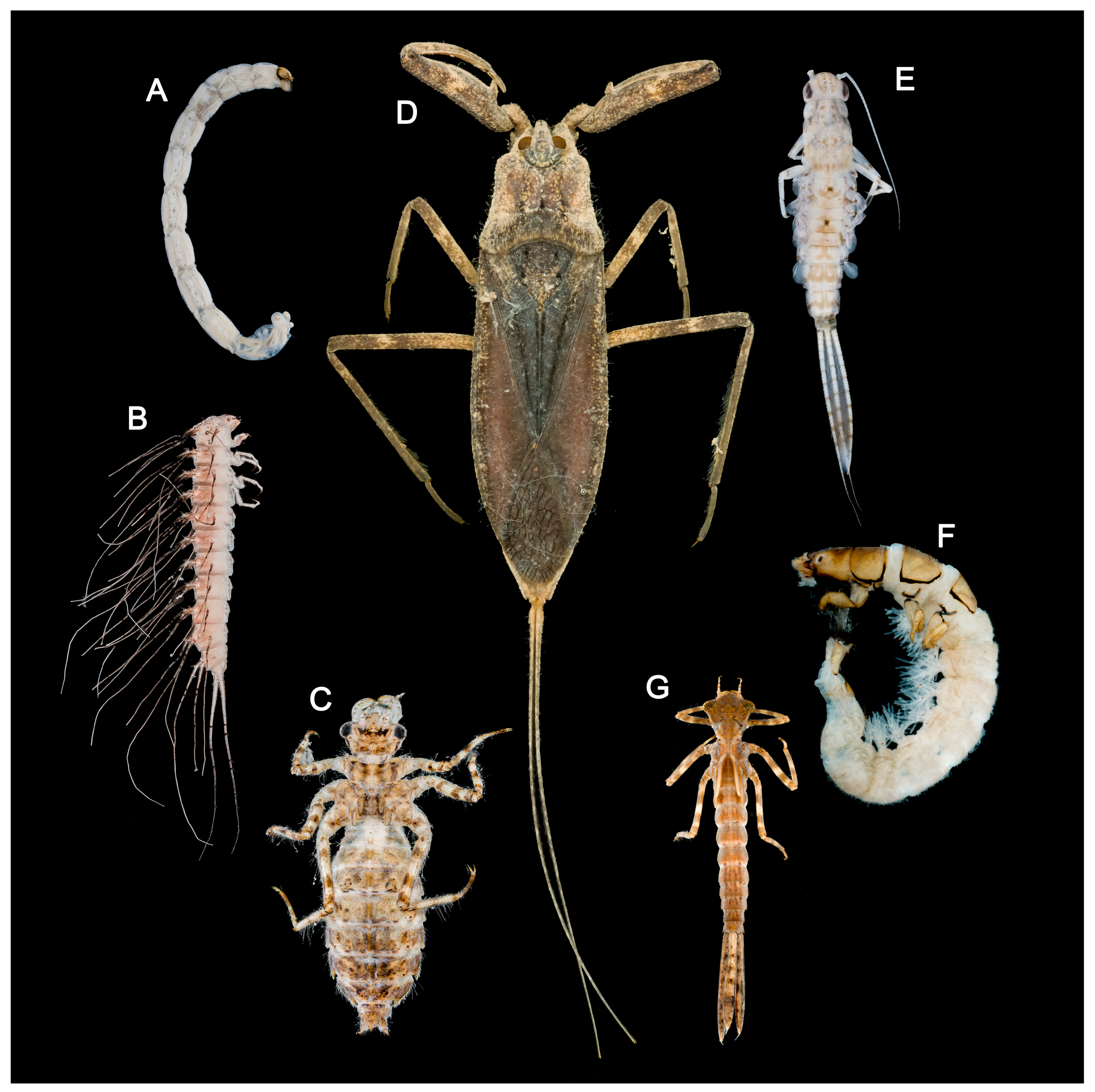 Insects 17 00060 g001