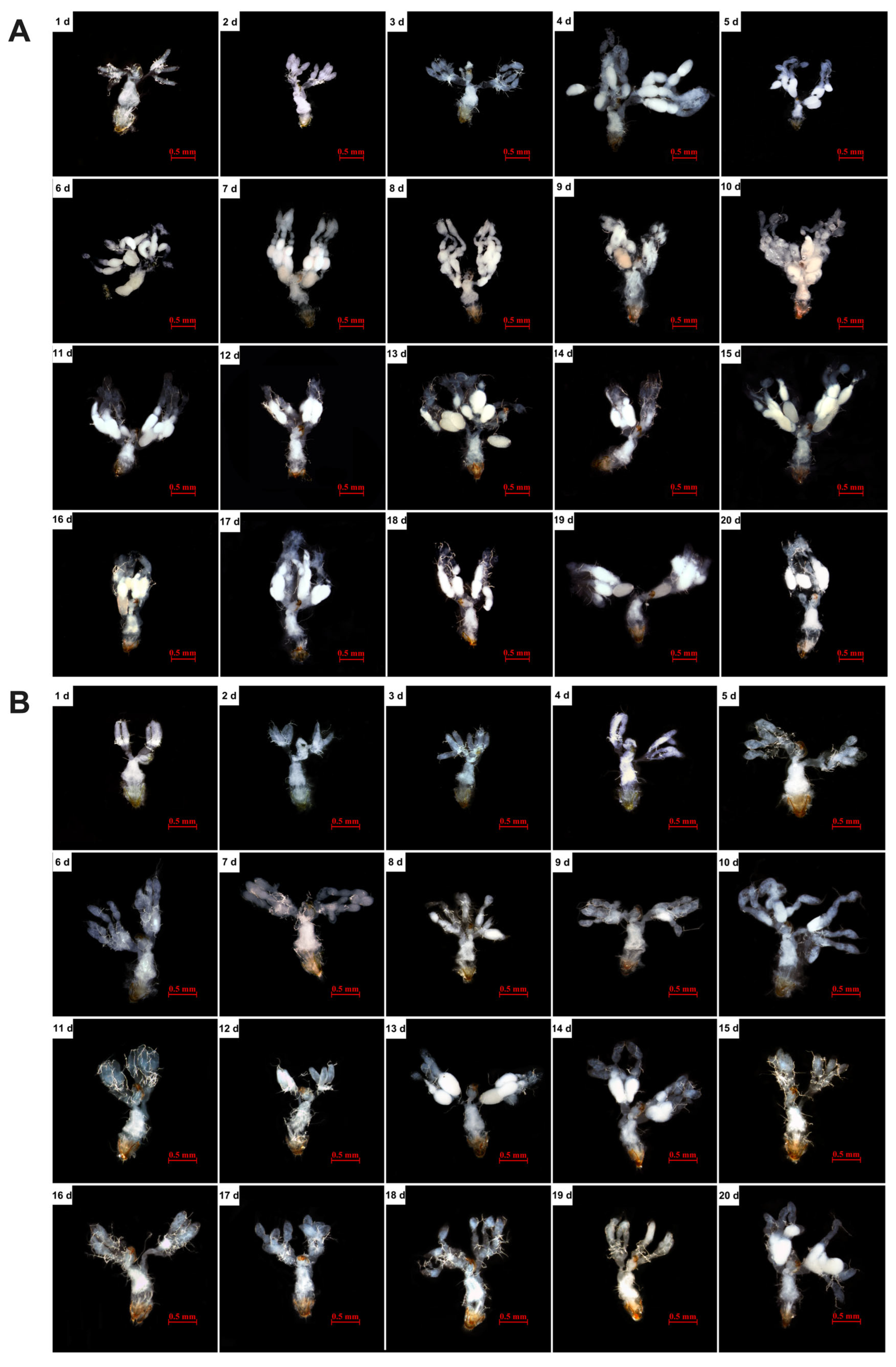 Insects 17 00062 g004 Insects 17 00062 g004