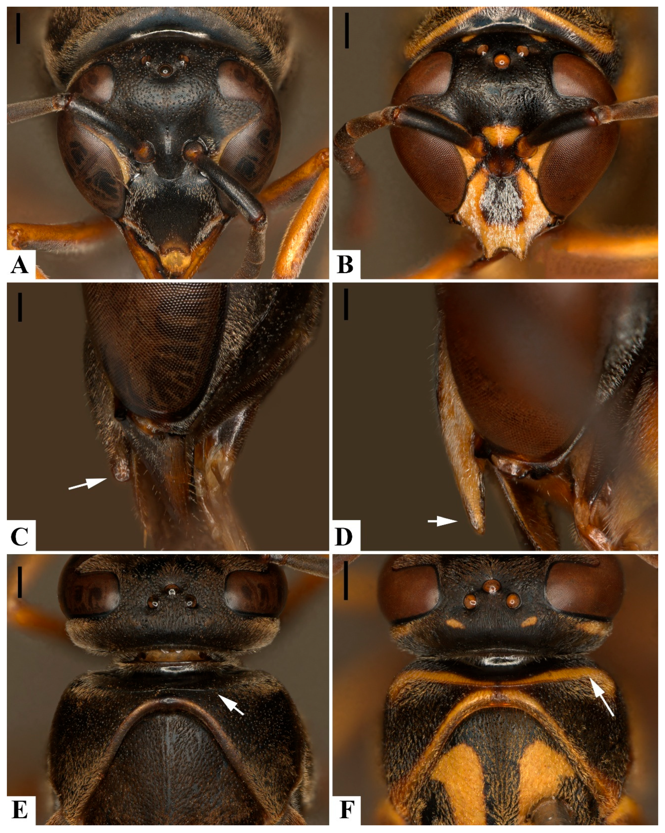 Insects 17 00078 g004