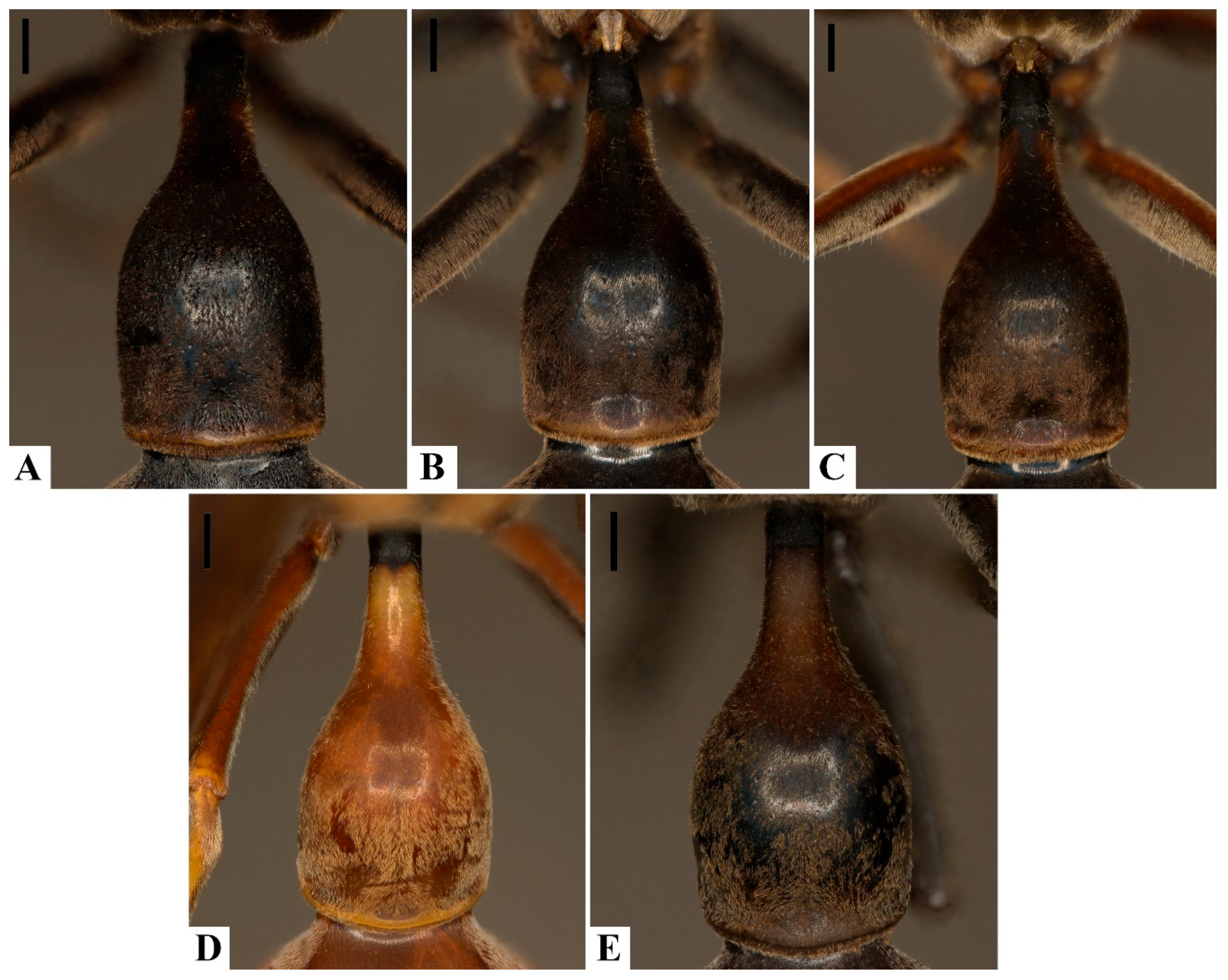 Insects 17 00078 g006