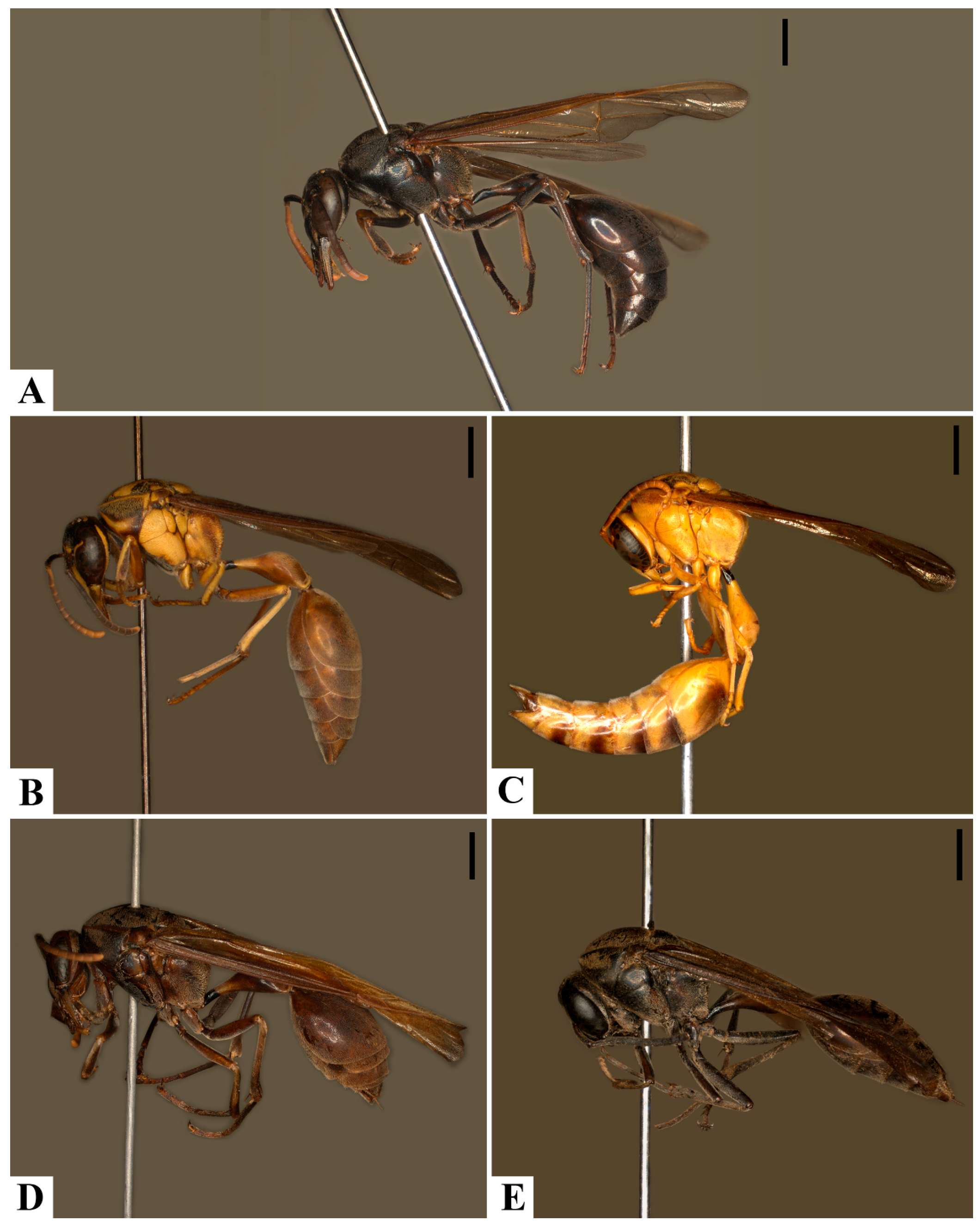 Insects 17 00078 g008