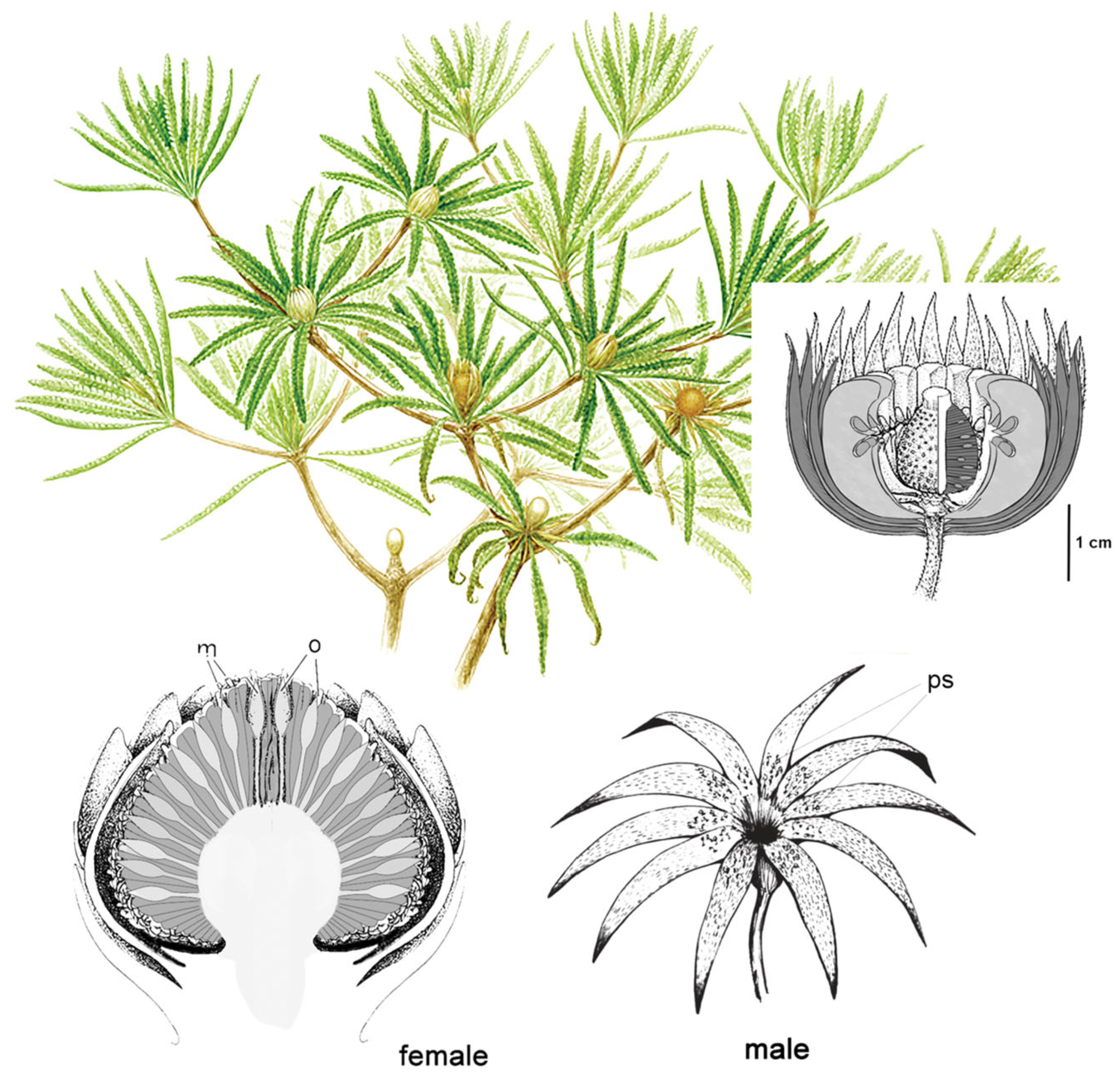 Insects 17 00103 g007