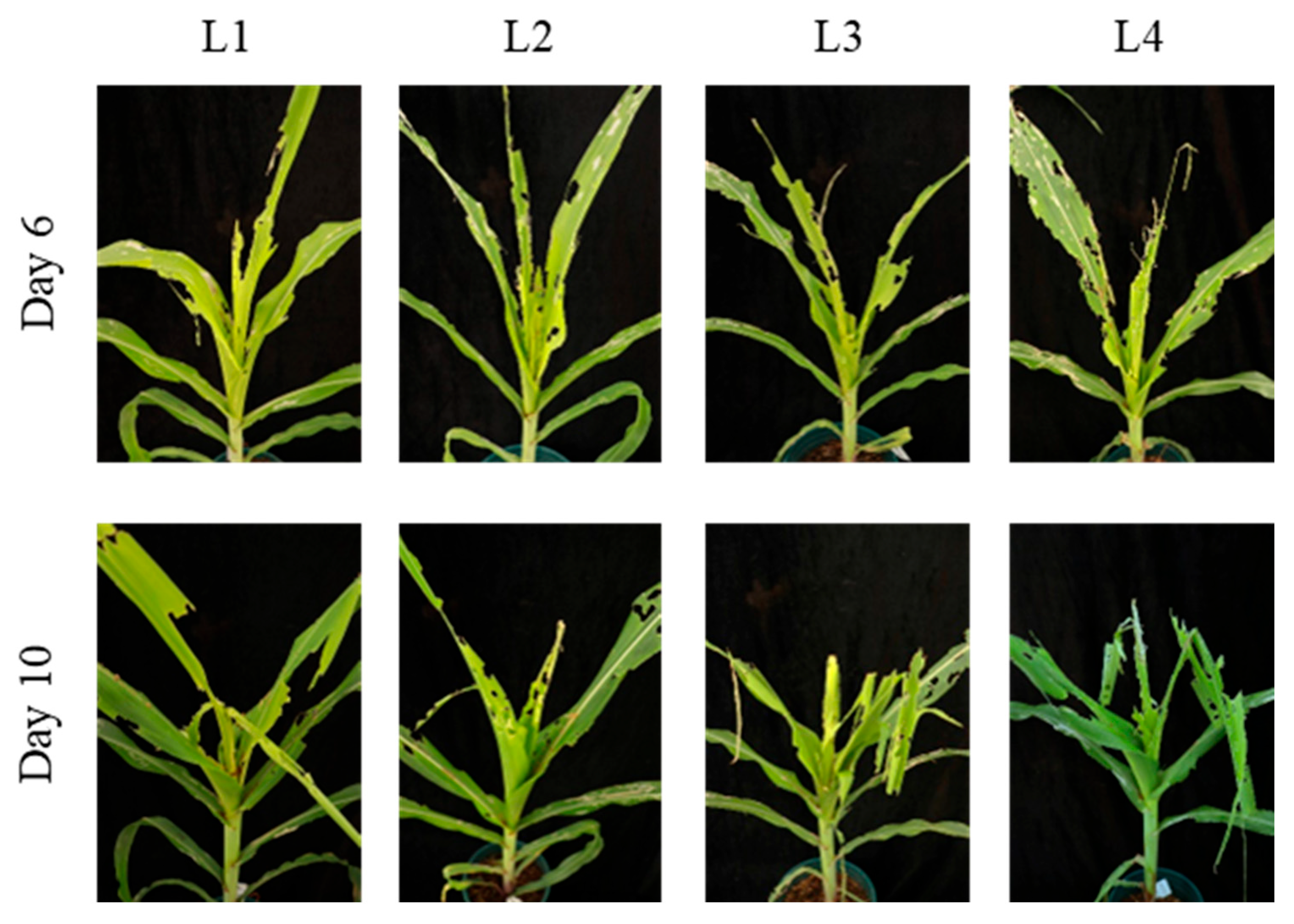 Insects 17 00136 g003