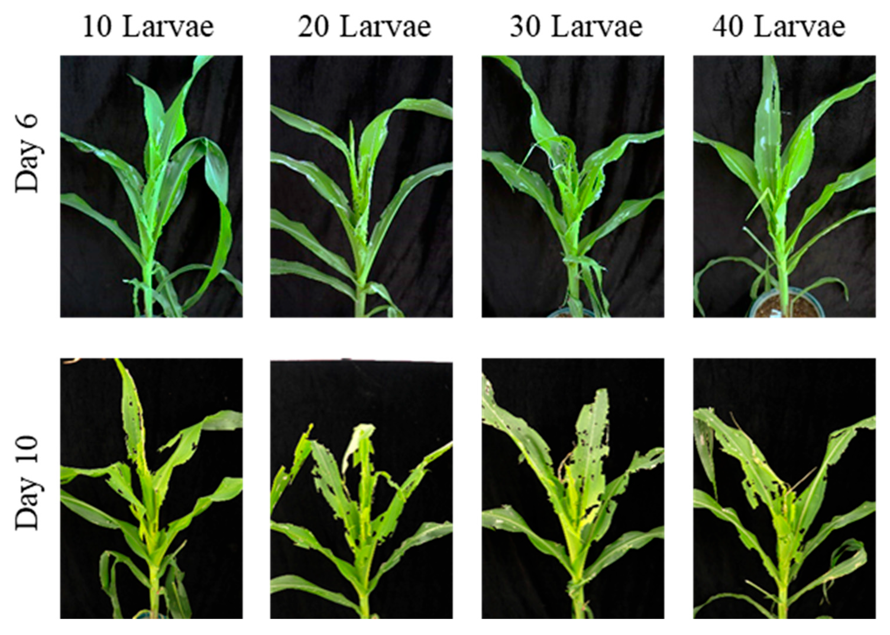 Insects 17 00136 g004