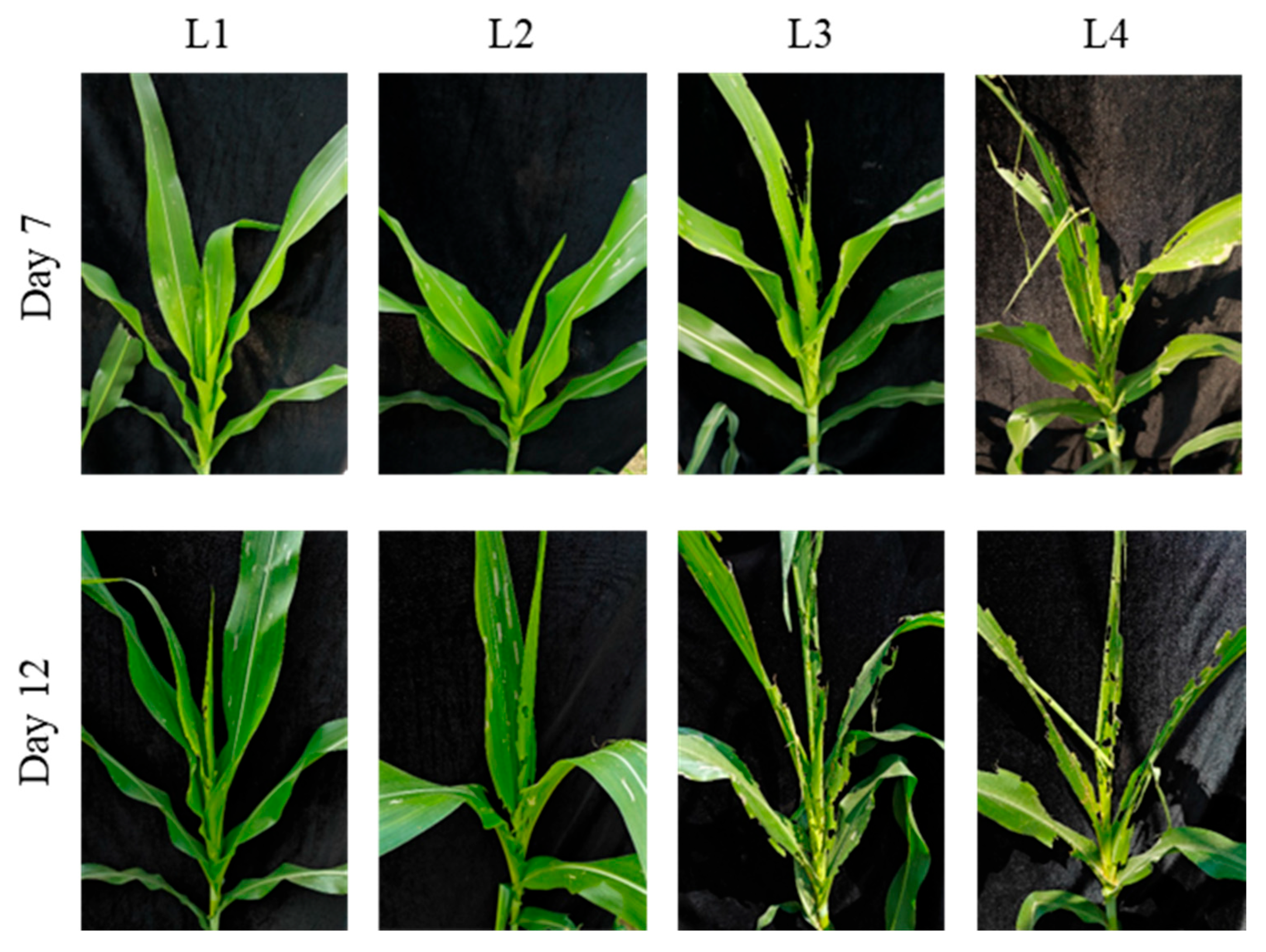 Insects 17 00136 g006