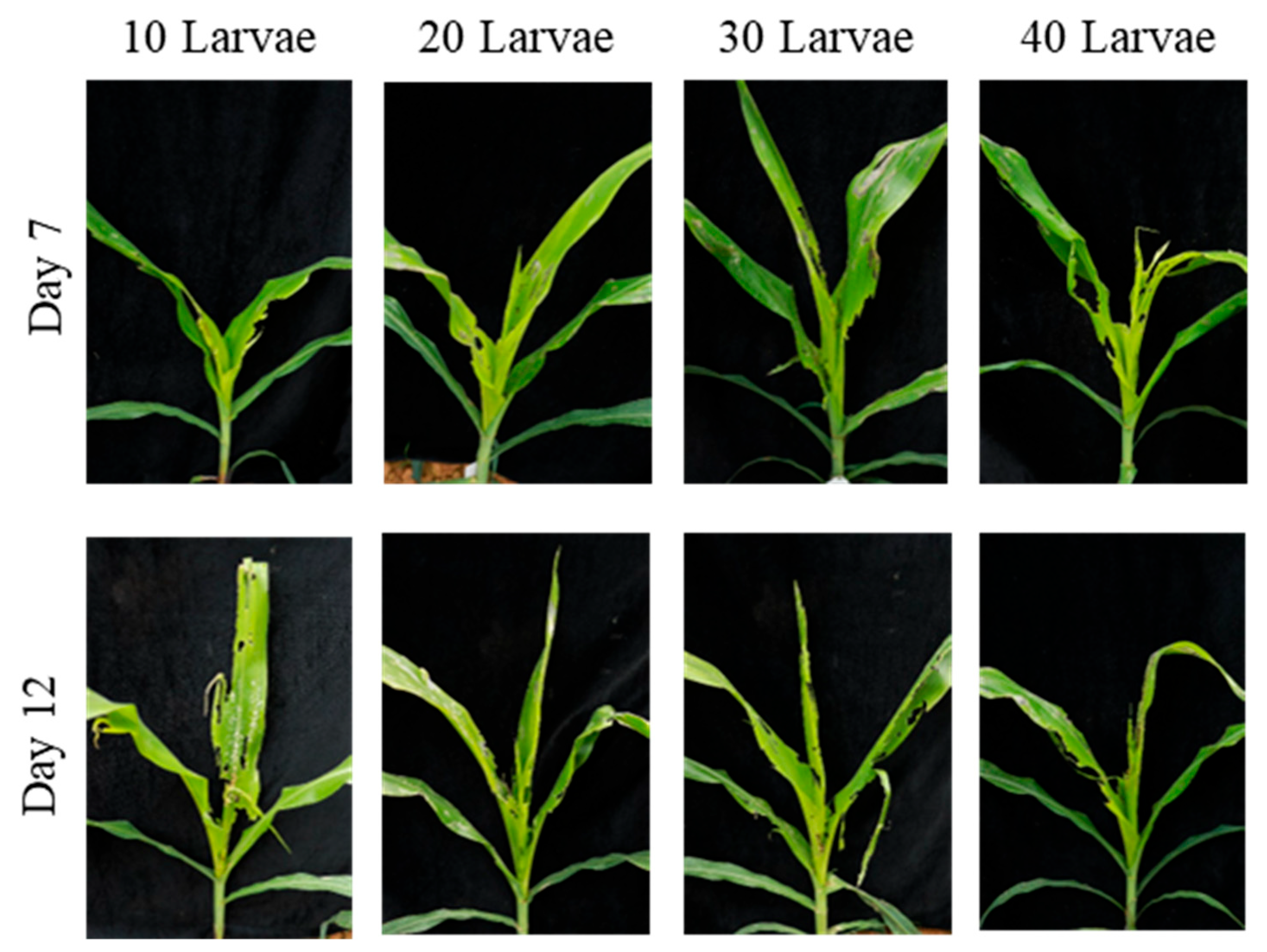 Insects 17 00136 g007