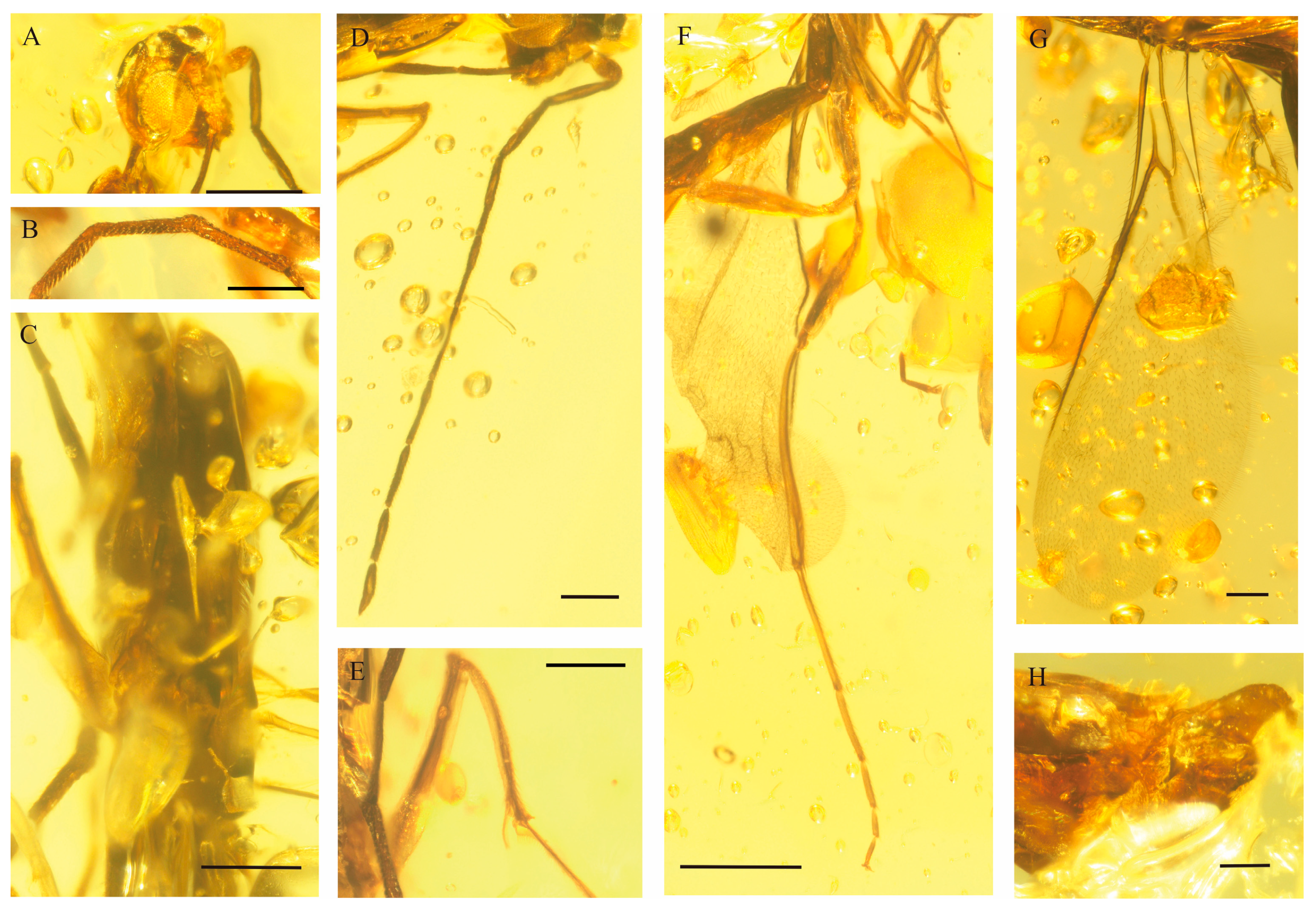 Insects 17 00147 g005 Insects 17 00147 g005