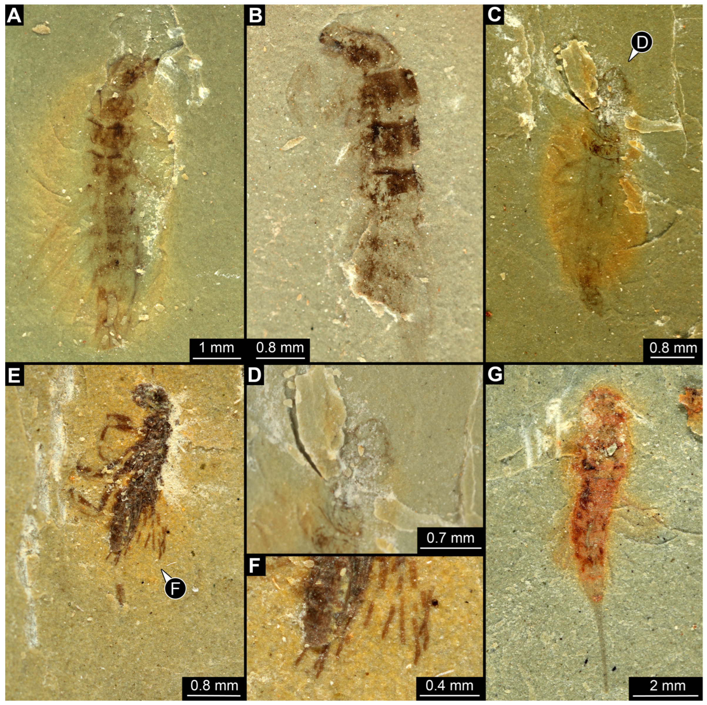 Insects 17 00197 g002